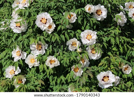 White flower of Rock's tree peony (Paeonia rockii) with dark purple spots at the base of petals.