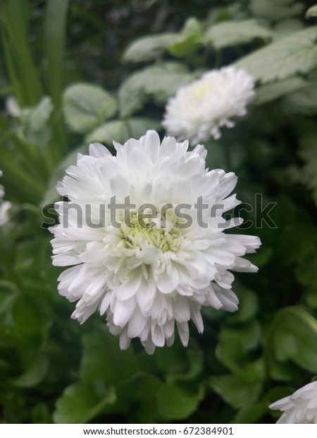 small petal flowers