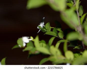 White Flower In Selective Focus And Blurred Foreground