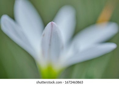 White Flower Selective Focus And Depth