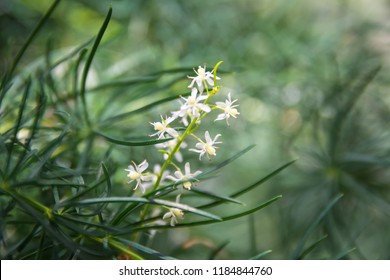 White Flower Shatavari Asparagus Racemosus Willd Stock Photo (Edit Now) 1184844760