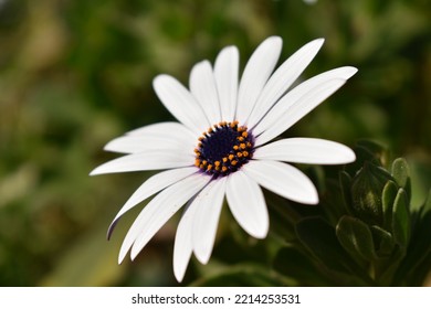 White Flower (shrubby Daisybush) In Provence