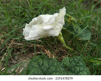 White flower at the side of the street this morning - Shutterstock ID 2191478379