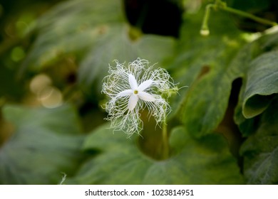 White Flower Of Snakegourd Plant In Its Natural Habitat 