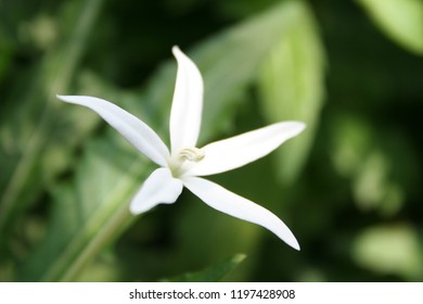 White flower of Star of Bethlehem and green background.