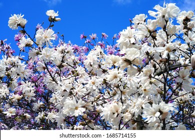 White flower of a star magnolia (magnolia stellata) tree in spring
