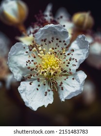 White Flower Straight Shot Macro Darken Background.