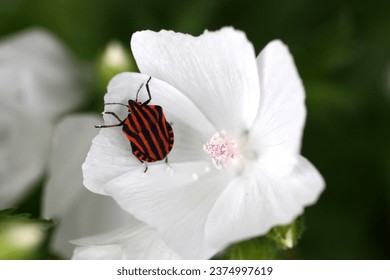 White flower in summer in the garden. A striped black-orange beetle in a flower cup. Macro photo. Flowering plant in a flowerbed. - Powered by Shutterstock