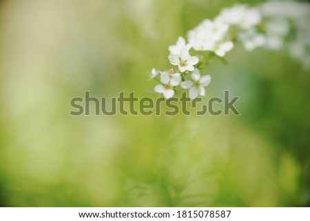 Similar – Wild white flowers lily of the valley