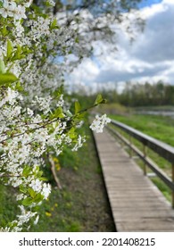 White Flower Tree Next To The Log Road