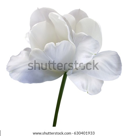 White flower tulip on white isolated background with clipping path. Close-up.  no shadows. Shot of White Colored. Nature. 
