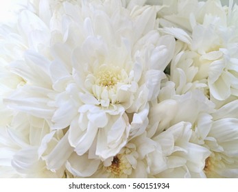 White flower in vase.White Flower.