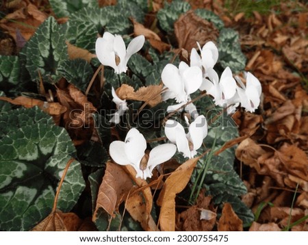 White flowered Cyclamen hederifolium (Ivy-leaved Cyclamen) in autumn (fall) with fallen leaves