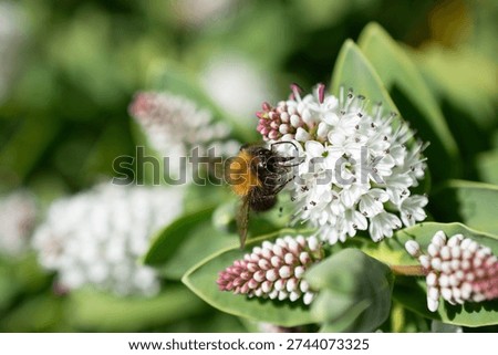 White flowered hebe and bumblebee
