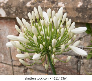 White Flowering Agapanthus (African Lily) In Somerset, England, UK