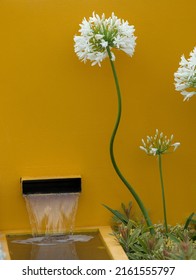 White Flowering Allium Seen Against A Yellow Wall And A Small Water Feature.