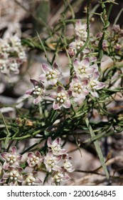 White flowering axillary determinate cymose umbel inflorescence of Funastrum Cynanchoides, Apocynaceae, native perennial monoclinous deciduous herb in the Coachella Valley Desert, Springtime. - Shutterstock ID 2200164845