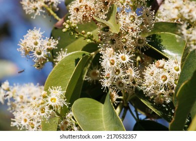 White flowering axillaterminal indeterminate raceme inflorescences of Channel Island Cherry, Prunus Ilicifolia Subspecies Lyonii, Rosaceae, native evergreen shrub in San Diego County Coast, Winter. - Shutterstock ID 2170532357
