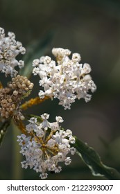 White flowering cymose umbel inflorescence of Asclepias Fascicularis, Apocynaceae, native perennial monoclinous deciduous herb in the San Gabriel Mountains, Summer. - Shutterstock ID 2122393007