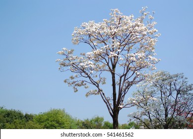 White Flowering Dogwood Tree