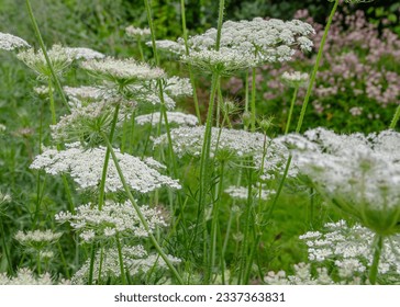 White flowering plant, Daucus carota flower or wild carrot blossom or bird's nest full bloom or bishop's lace or Queen Anne's lace , close up - Powered by Shutterstock