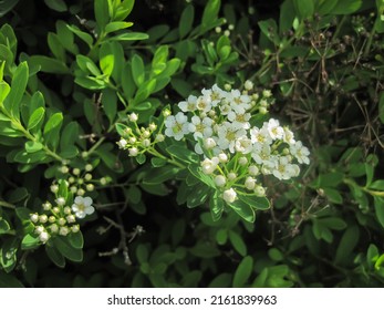 White flowering shrub, nature background