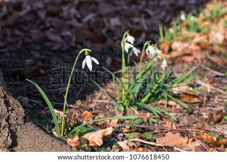 Similar – Image, Stock Photo Closed snowdrop in front of a blurred background