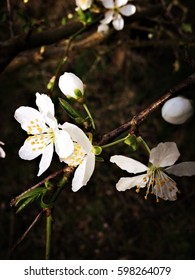 White flowering spring tree in bloom