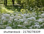 white flowering umbels of celery plants, possibly Anthriscus sylvestris (cow parsley, wild chervil, wild beaked parsley, Queen Anne