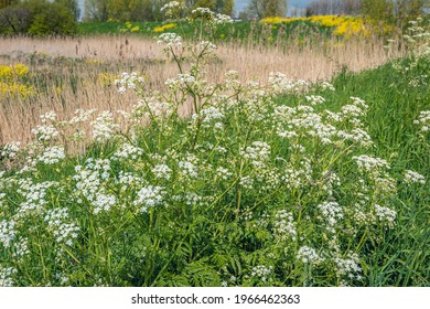 White Flowering Wild Carrot Plants On The Edge Of A Dutch Nature Reserve. It Is Springtime In The Netherlands Now.