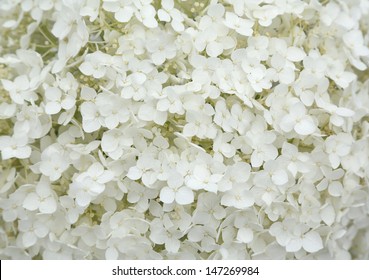 white flowers. - Shutterstock ID 147269984