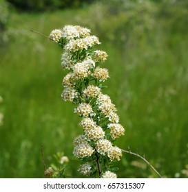 White flowers
