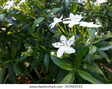 white flowers