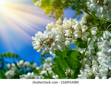 White flowers of acacia among green foliage against a bright sun on the blue sky.A bee pollinates white acacia flowers