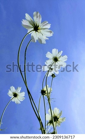 Similar – Gänseblümchen-Wald Blume