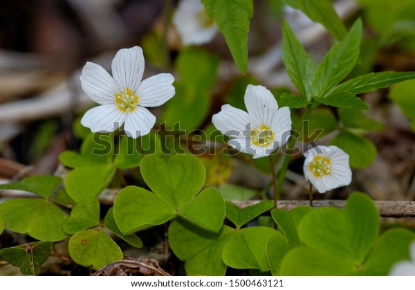 White Flowers Alleluia Wood Sorrel Stock Photo Edit Now