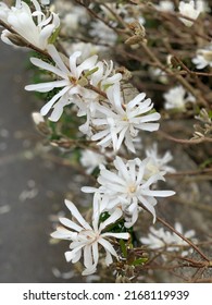 White Flowers Along Path In Bodmin Moor, Cornwall