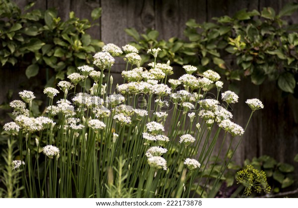 White Flowers Along Wooden Fence Cottage Stock Photo Edit Now