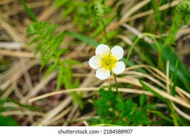 White Flowers Of Alpine Plant Chinguruma