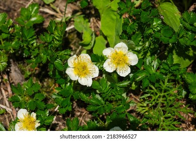 White Flowers Of Alpine Plant Geum Pentapetalum