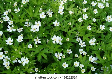 White Flowers Of Anemone Canadensis