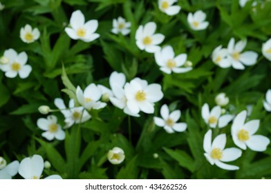 White Flowers Of Anemone Canadensis