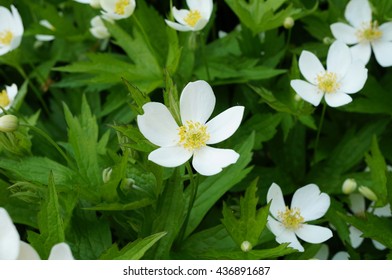 White Flowers Of Anemone Canadensis