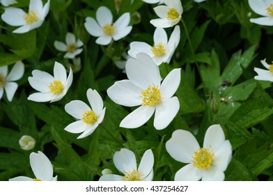 White Flowers Of Anemone Canadensis