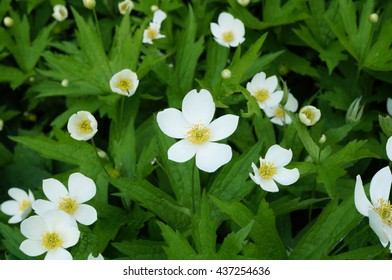 White Flowers Of Anemone Canadensis