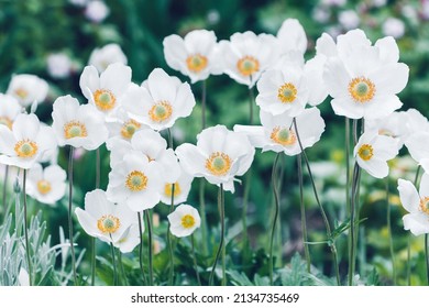 White flowers of Anemone Coronaria De Caen The Bride. Pure white open bowl shaped flowers with soft rosette of ferny foliage. Flowers also known as Poppy-flowered Anemone. White petals and yellow core - Shutterstock ID 2134735469