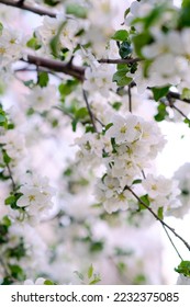 White flowers and apple blossoms. Bright gentle delicate natural spring background. Empty place. Template for business. Airy modern soft botanical background. Gardening, farming, floristry as a hobby. - Shutterstock ID 2232375085