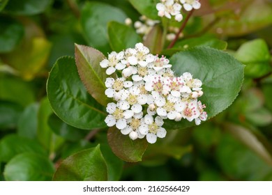 White flowers of Aronia melanocarpa shrub in spring. Black chokeberry blossom and green leaves close up. Photo for the catalog of plants and landscape designers. - Powered by Shutterstock