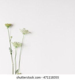 White flowers arranged on bright background. Flat lay.