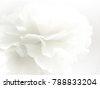 flowers background white